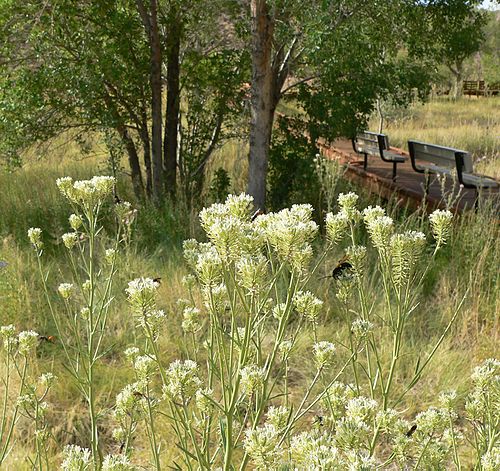 Thelypodium integrifolium